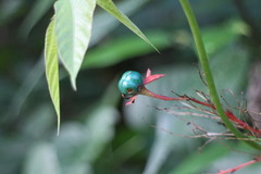 Clerodendrum japonicum