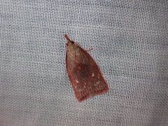 Enchocrates glaucopis