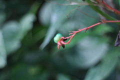 Clerodendrum japonicum