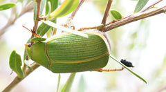 Xylonichus eucalypti