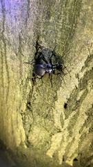 Carabus purpurascens