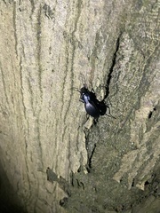 Carabus purpurascens