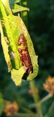Lepidoptera