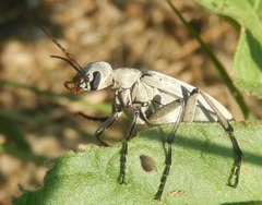 Epicauta albida
