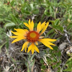 Gaillardia aristata