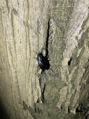 Carabus purpurascens