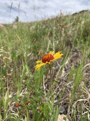 Gaillardia aristata