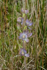 Thelymitra epipactoides