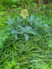 Helleborus orientalis
