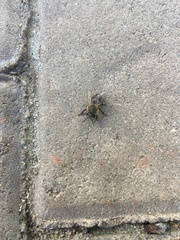 Apis mellifera capensis