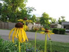 Echinacea paradoxa paradoxa