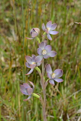 Thelymitra epipactoides