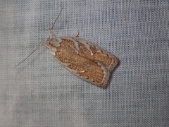 Euchaetis rhizobola