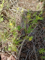 Triptilodiscus pygmaeus