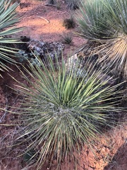 Yucca angustissima