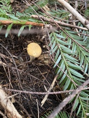 Cantharellus formosus