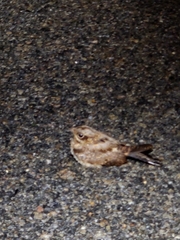 Caprimulgus asiaticus