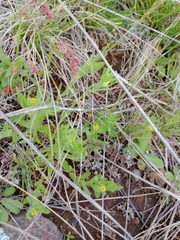 Triptilodiscus pygmaeus