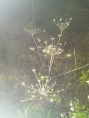 Heracleum