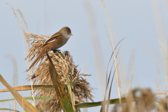 Panurus biarmicus