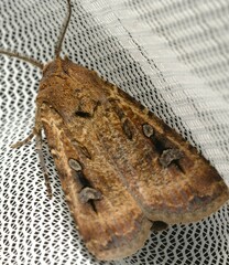 Agrotis infusa