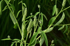 Sphenoclea zeylanica