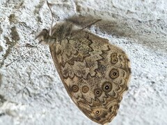 Lasiommata