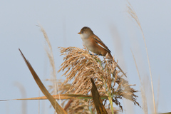 Panurus biarmicus