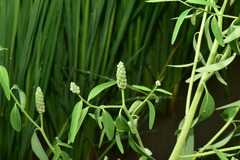 Sphenoclea zeylanica