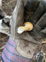 Cantharellus formosus