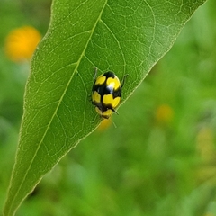 Illeis galbula