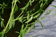 Sphenoclea zeylanica