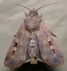 Agrotis infusa