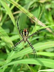 Argiope anasuja