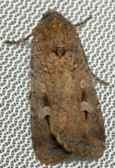 Agrotis infusa