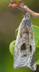 Hystrichophora asphodelana