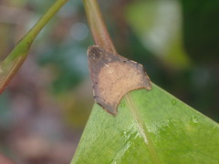 Macaduma