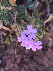 Glandularia gooddingii