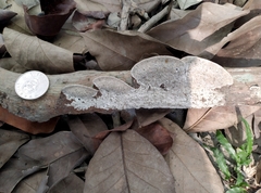 Earliella