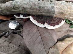 Earliella