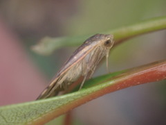 Macaduma