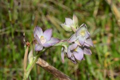 Thelymitra epipactoides