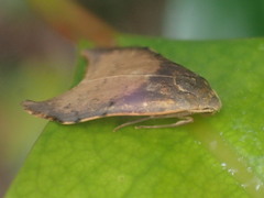 Macaduma