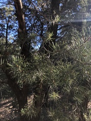 Pinus edulis