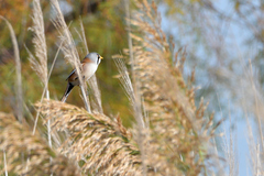 Panurus biarmicus