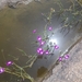 Lobelia djurensis