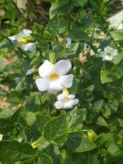 Thunbergia natalensis
