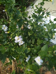 Thunbergia natalensis