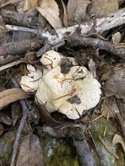 Cantharellus subalbidus