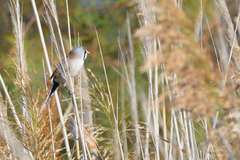 Panurus biarmicus